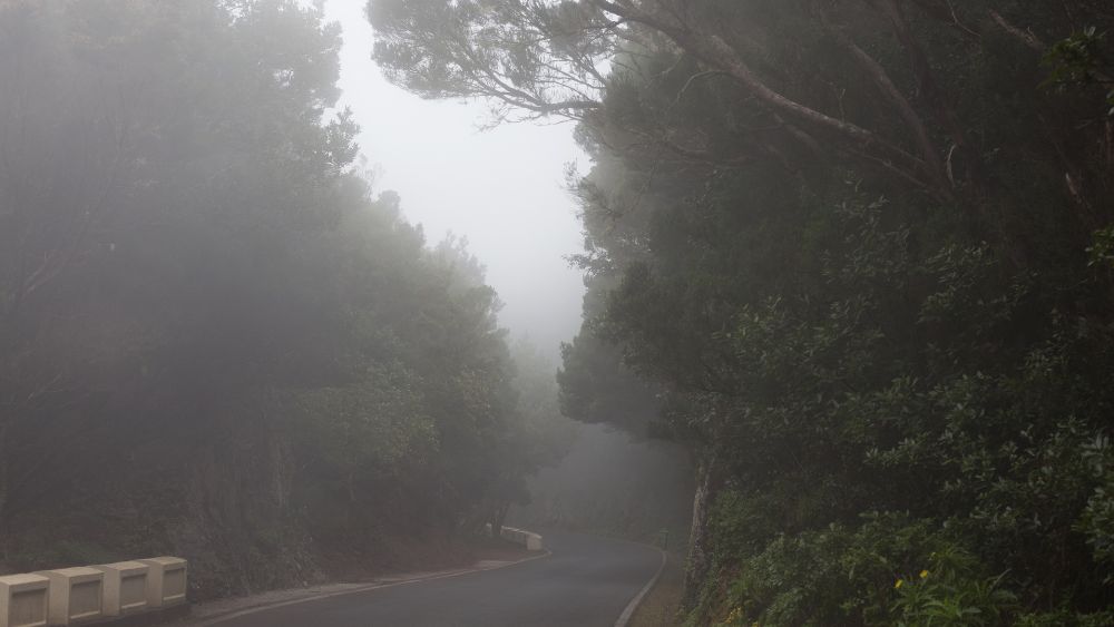 Foggy mountain road with tea gardens and pine trees.